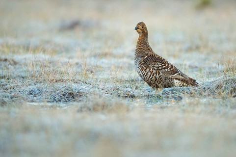 Black grouse (Lyrurus tetrix), female, black grouse courtship in Sweden, Fågelsjö, Gävleborgs län,