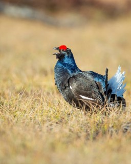 Black grouse (Lyrurus tetrix), black grouse courtship in Sweden, Fågelsjö, Gävleborgs län, Sweden