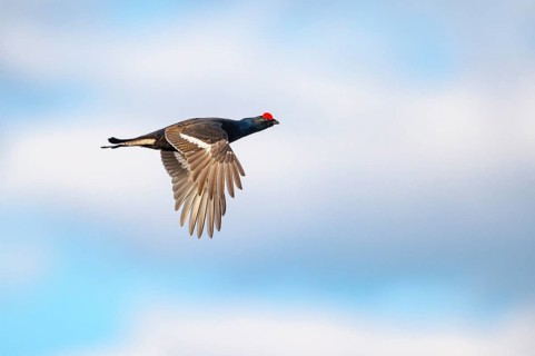 Black grouse (Lyrurus tetrix), fligend, black grouse courtship in Sweden, Fågelsjö, Gävleborgs län,