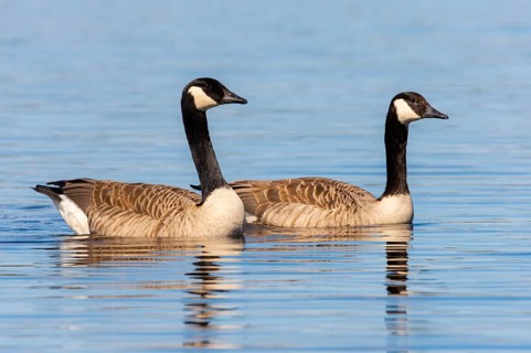 Canada goose (Branta canadensis) at a lake, Fågelsjö, Gävleborgs län, Sweden