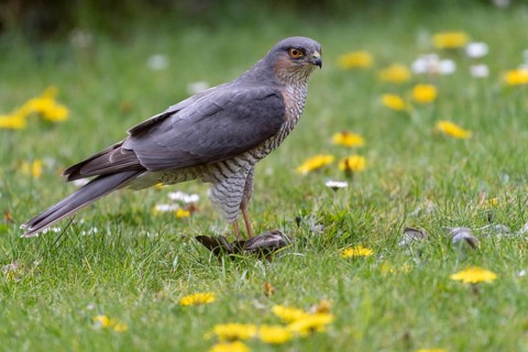 Sparrowhawk (Accipiter nisus) plucking prey, Vechta, Lower Saxony, Germany