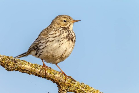 A meadow pipit (Anthus pratensis) adult bird in its breeding territory, breeding season, perch,