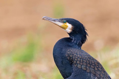 Cormorant (Phalacrocorax carbo), close-up and portrait of an adult bird in breeding plumage with