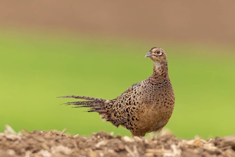 Hunting Pheasant (Phasianus colchicus), female Close-up in farmland on ploughed field running,