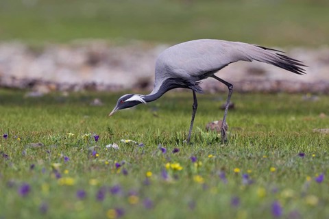 Whooping crane (Anthropoides virgo), close-up, adult bird walking across a colourful flowering