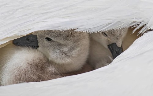 Mute swan (Cygnus olor), close-up, two chicks sitting close together under white feathers in their