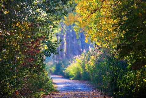 Small dirt road with poplar alley and reeds in the sun with colorful autumn leaves,