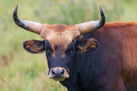 Heck cattle (Bos primigenius f. taurus), close-up and portrait of a bull with mighty horns, looking