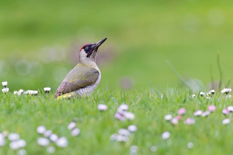 Green woodpecker (Picus viridis), close-up of a male in a flowering meadow with daisies (Bellis