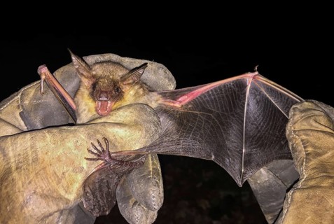 Greater mouse-eared bat (Myotis myotis), being held with spread wings, open mouth and visible teeth