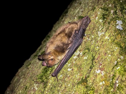 Greater mouse-eared bat (Myotis myotis), adult in close-up climbing a tree trunk at night,