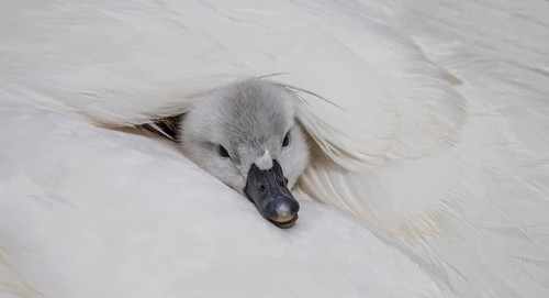 Mute swan (Cygnus olor), close-up, chick only peeking out of its mother's plumage with its head