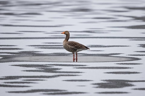 Greylag goose (Anser anser), standing alone on frozen ice with fresh snow and mosaic of water