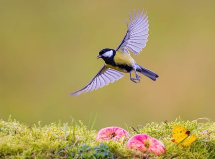 Great tit (Parus major), male flying with wings outstretched over two red apples lying on the