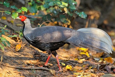 Kalifasan (Lophura leucomelanos), male in splendid plumage walking across sunny forest floor in