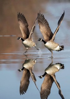 Canada goose (Branta canadensis), two birds with outstretched wings running synchronously side by