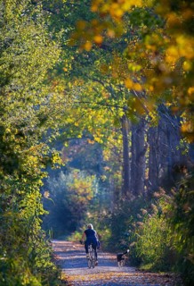 Female cyclist with dog cycling in the sun on a small path along a poplar alley and reeds in