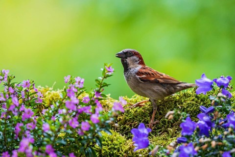 House sparrow (Passer domesticus), male sitting in green moss between colourful garden flowers,