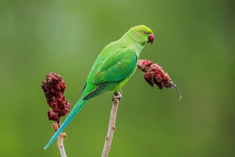 Collared parakeet (Psittacula krameri), sitting on vinegar tree (Rhus typhina) with red flowers,