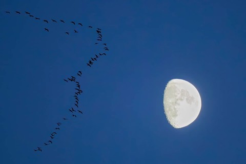 Crane (Grus grus), large flock flying in formation at dusk in front of a brightly lit moon, Hesse,