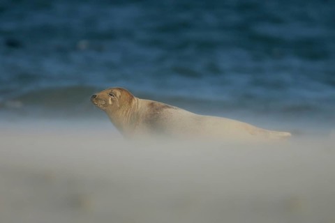 Grey seal (Halichoerus grypus), female lying in the sun with half-closed eyes in a cloud of sand
