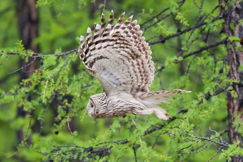 Ural owl (Strix uralensis), adult bird in the taiga flies with outstretched wings through boreal