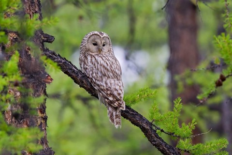 Ural owl (Strix uralensis), adult bird in taiga sitting on a branch in boreal larch forest,