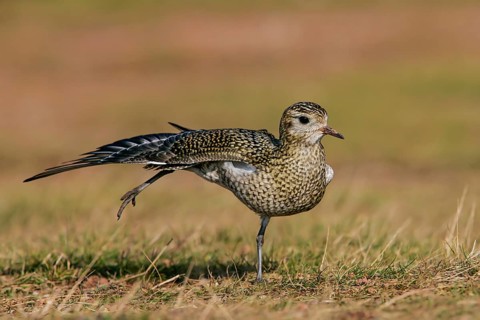 Golden Plover (Pluvialis apricaria), adult bird in a light plumage stretching on one leg with