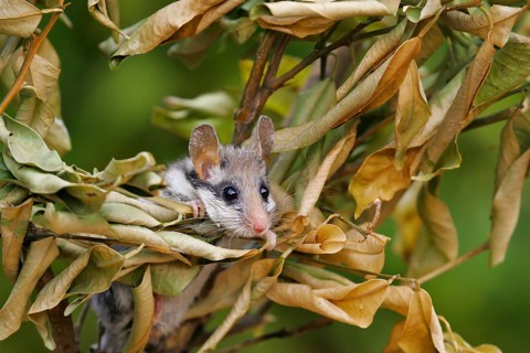 Garden dormouse (Eliomys quercinus), adult sits in a cute pose in bushes and looks with big, black