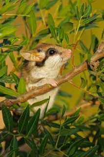 Garden dormouse (Eliomys quercinus), adult climbing through bushes in a cute pose, sniffing a