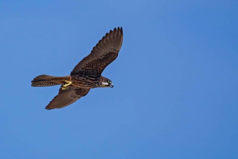 Eleonora's falcon (Falco eleonorae), young female of the light-coloured morph flies in front of a