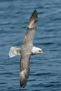 Northern fulmar (Fulmarus glacialis), flying image over the sea with outstretched wings, North Sea,