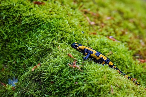 Fire salamander (Salamandra salamandra), running on the forest floor over a large area of green and