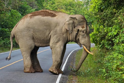 Asian elephant (Elephas maximus), bull with large tusks standing on road in rainforest, Khao Yai