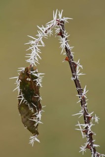 White ice crystals hang on a brown and spiky rose branch with rose petals after an icy frosty night