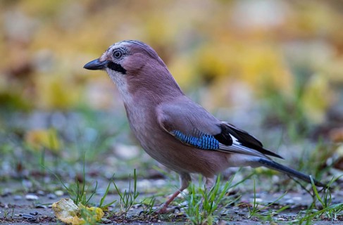 Eurasian jay (Garrulus glandarius), close-up, adult bird foraging in colourful autumn leaves,