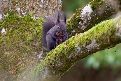 Squirrel (Sciurus vulgaris), sitting on a moss-covered tree trunk, holding collected walnuts in its