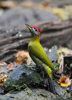 Burmese Green Woodpecker (Picus viridanus), close-up, male sitting on the ground on a tree trunk,