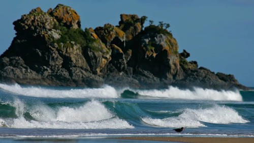 New Zealand Oystercatcher (Haematopus unicolor), Variable Oystercatcher, black colour morph running