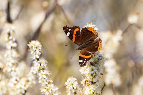 Admiral (Vanessa atalanta) butterfly with orange-brown wings sitting on white flowers in a natural