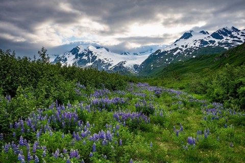 Picturesque landscape on the Richardson Highway, blooming Alaskan lupines (Lupinus nootkatensis),