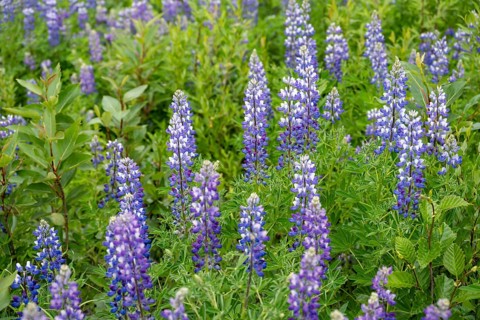 Flowering Alaska lupins (Lupinus nootkatensis), Chugach Mountains, Alaska, USA