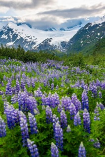 Picturesque landscape on the Richardson Highway, blooming Alaskan lupines (Lupinus nootkatensis),