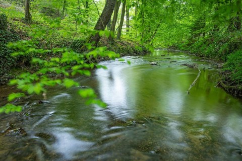 The river Hunte near Barkhausen in the spring-like beech forest, Barkhausen, Bad Essen, Lower