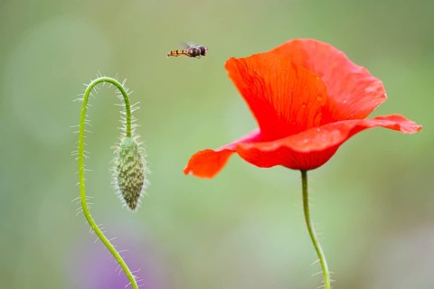 Hoverfly (Syrphidae) on poppy (Papaver rhoeas) at the edge of a field, Dötlingen, Lower Saxony,