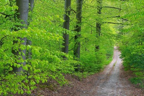 Wg in the forest near the headwaters of the Hunte, Oldendorf, Buer, Melle, Lower Saxony, Germany