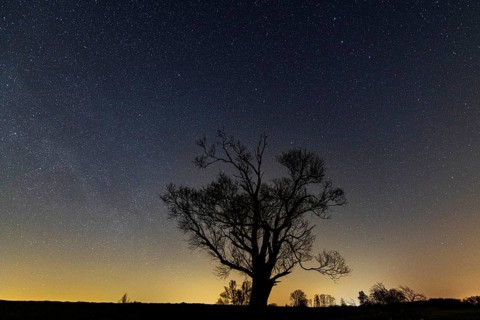 Tree on the dike of the Hunte in Ochsenmoor am Dümmer at night with stars, Dümmer, Hüde, Lower