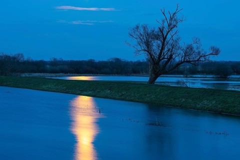 Tree on the Hunte in moonlight in Ochsenmoor am Dümmer, Dümmer See, Hüde, Lower Saxony, Germany