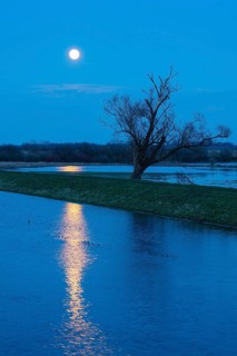 Tree on the Hunte in moonlight in Ochsenmoor am Dümmer, Dümmer See, Hüde, Lower Saxony, Germany