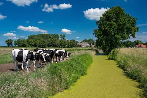 Cows in the pasture near Huntorf in the Wesermarsch, Huntorf, Elsfleth, Lower Saxony, Germany